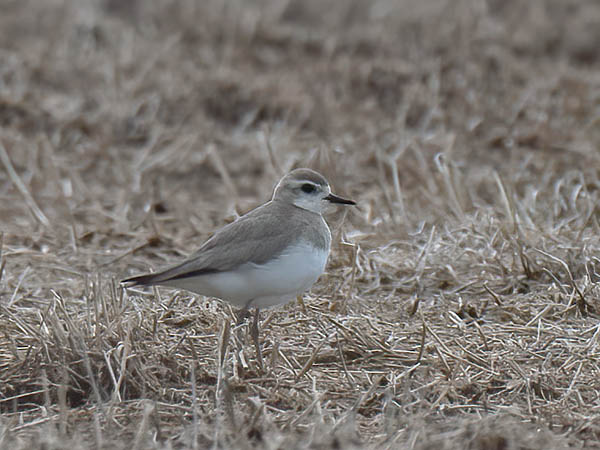 Kaspiantylli, Caspian Plover, Charadrius asiaticus