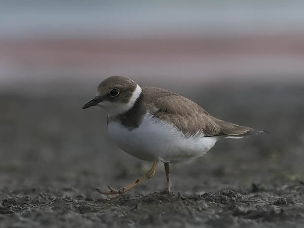 Pikkutylli, Little Ringed Plover, Charadrius dubius