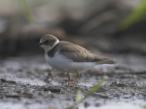 Pikkutylli, Little Ringed Plover, Charadrius dubius