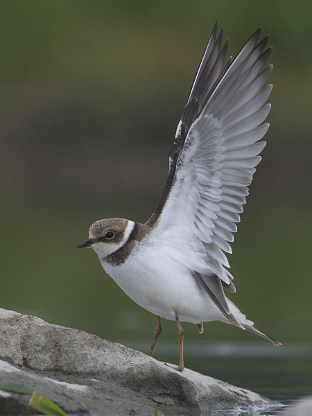 Pikkutylli, Little Ringed Plover, Charadrius dubius