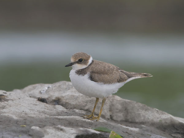 Pikkutylli, Little Ringed Plover, Charadrius dubius