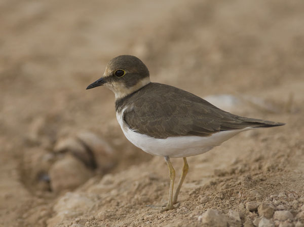 Pikkutylli, Little Ringed Plover, Charadrius dubius