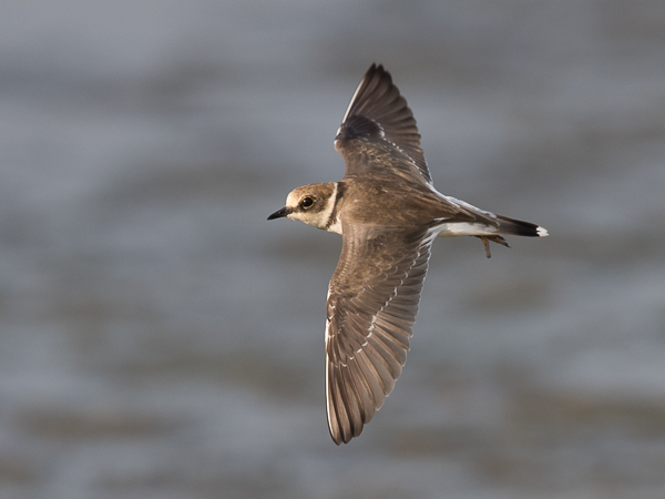 Pikkutylli, Little Ringed Plover, Charadrius dubius