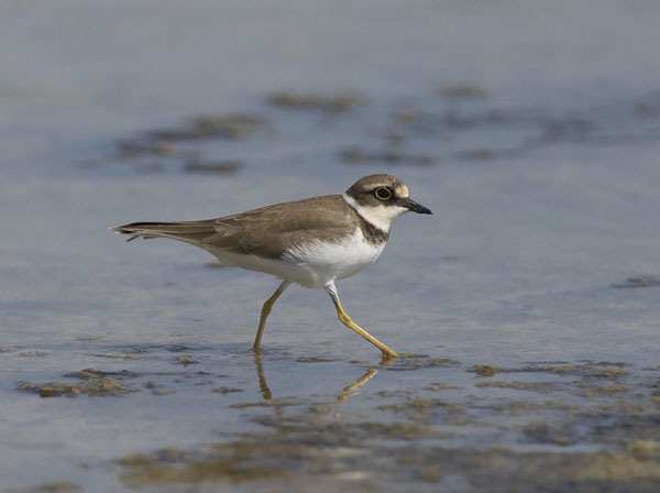 Pikkutylli, Little Ringed Plover, Charadrius dubius