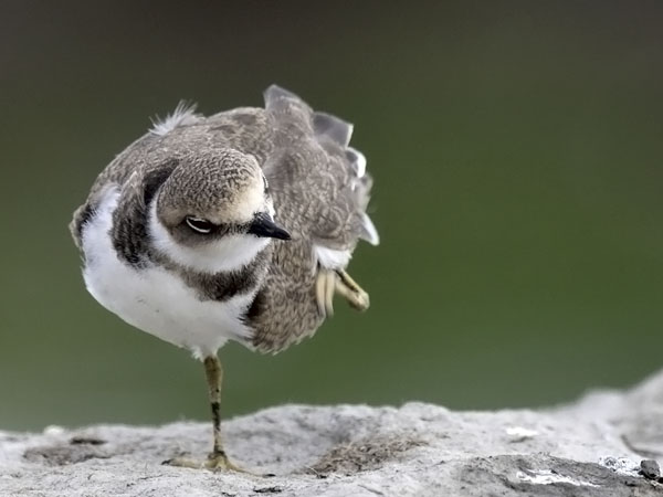 Pikkutylli, Little Ringed Plover, Charadrius dubius