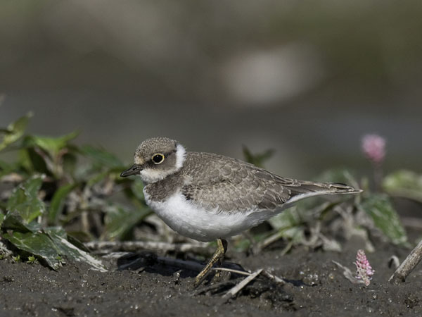 Pikkutylli, Little Ringed Plover, Charadrius dubius