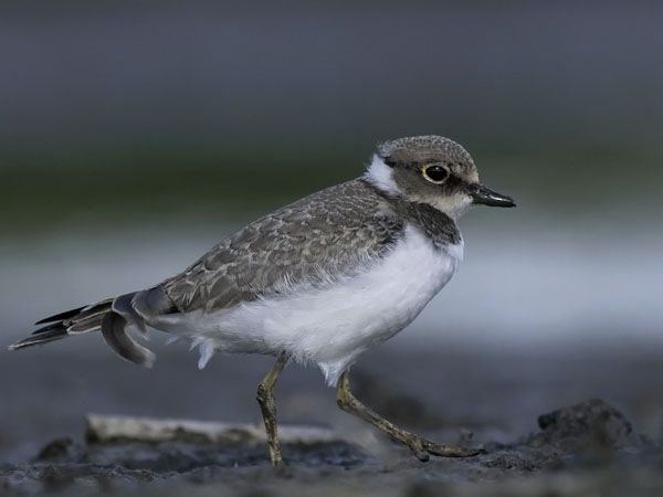 Pikkutylli, Little Ringed Plover, Charadrius dubius