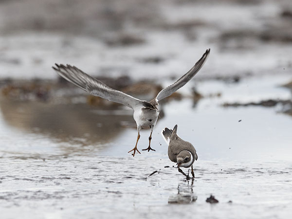 Tylli, Common Ringed Plover, Charadrius hiaticula