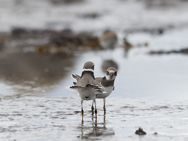 Tylli, Common Ringed Plover, Charadrius hiaticula