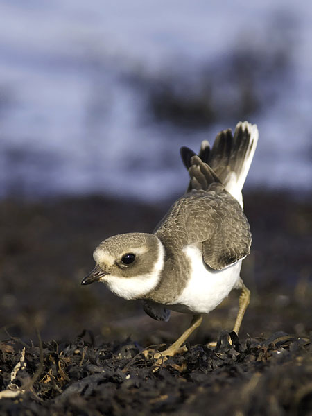Tylli, Common Ringed Plover, Charadrius hiaticula