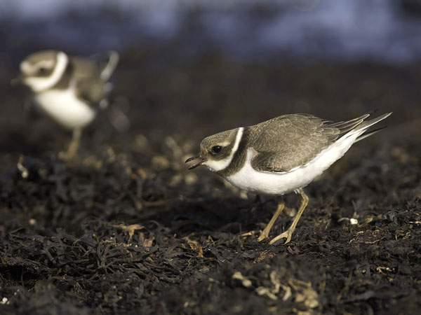 Tylli, Common Ringed Plover, Charadrius hiaticula