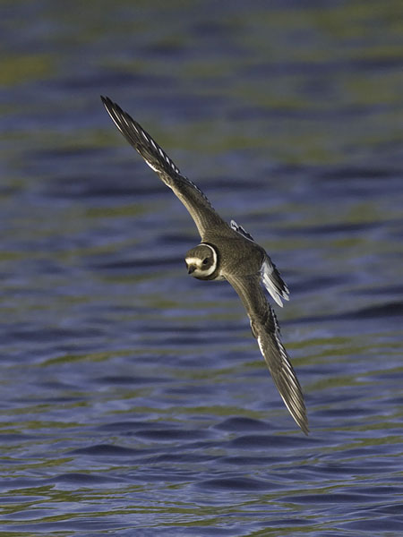 Tylli, Common Ringed Plover, Charadrius hiaticula