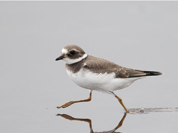 Tylli, Common Ringed Plover, Charadrius hiaticula