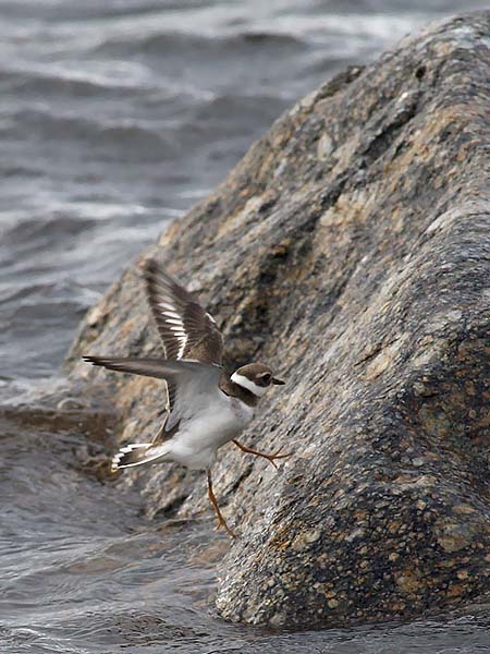 Tylli, Common Ringed Plover, Charadrius hiaticula