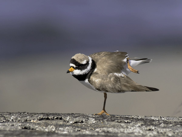 Tylli, Common Ringed Plover, Charadrius hiaticula