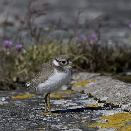 Tylli, Common Ringed Plover, Charadrius hiaticula