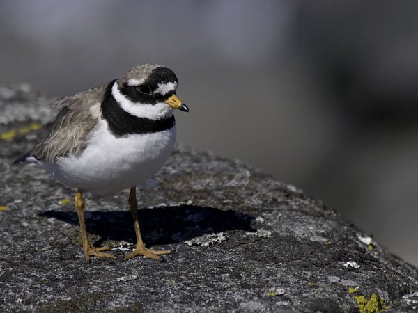 Tylli, Common Ringed Plover, Charadrius hiaticula