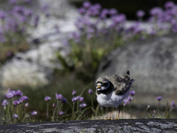 Tylli, Common Ringed Plover, Charadrius hiaticula