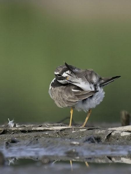 Tylli, Common Ringed Plover, Charadrius hiaticula