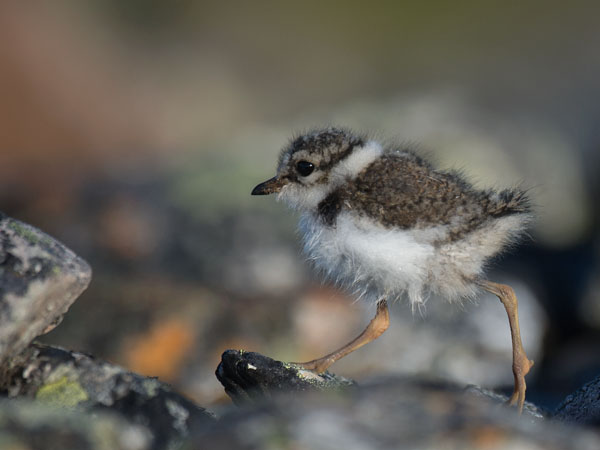 Tylli, Common Ringed Plover, Charadrius hiaticula