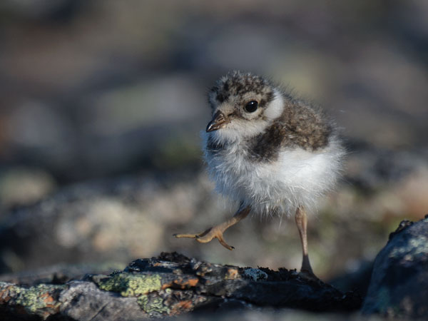 Tylli, Common Ringed Plover, Charadrius hiaticula