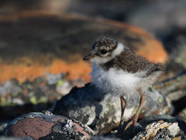 Tylli, Common Ringed Plover, Charadrius hiaticula