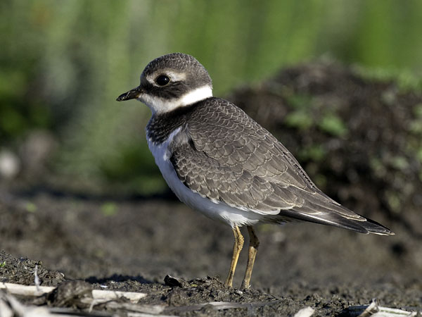 Tylli, Common Ringed Plover, Charadrius hiaticula