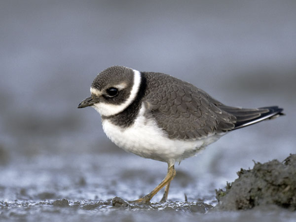 Tylli, Common Ringed Plover, Charadrius hiaticula