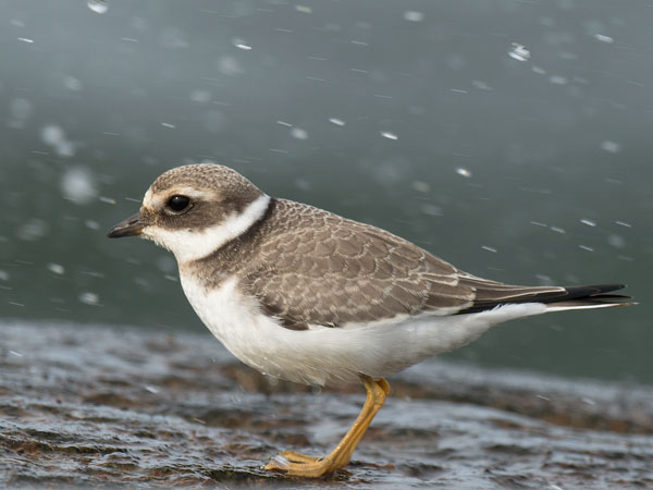 Tylli, Common Ringed Plover, Charadrius hiaticula