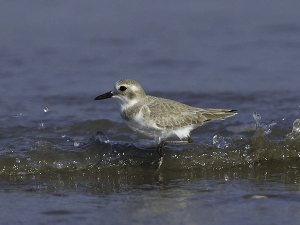 Aavikkotylli, Greater Sand Plover, Charadrius leschenaultii