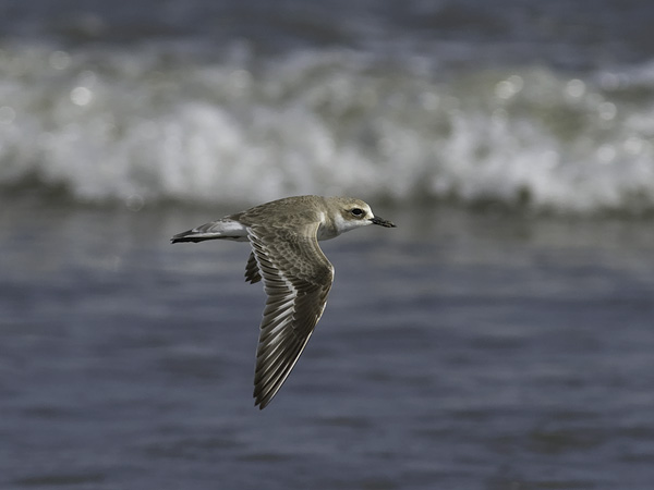 Aavikkotylli, Greater Sand Plover, Charadrius leschenaultii