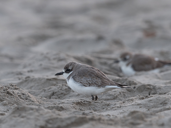 Aavikkotylli, Greater Sand Plover, Charadrius leschenaultii