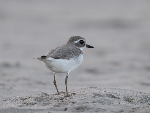 Aavikkotylli, Greater Sand Plover, Charadrius leschenaultii