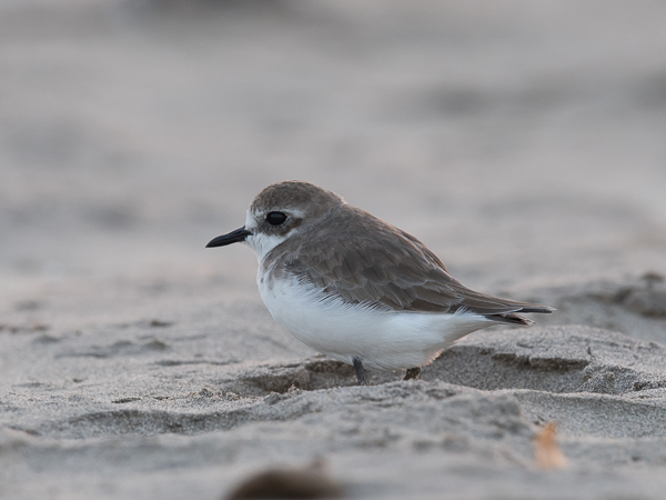 Aavikkotylli, Greater Sand Plover, Charadrius leschenaultii