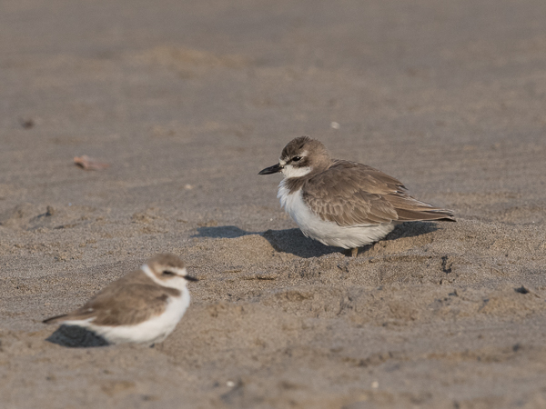 Aavikkotylli, Greater Sand Plover, Charadrius leschenaultii