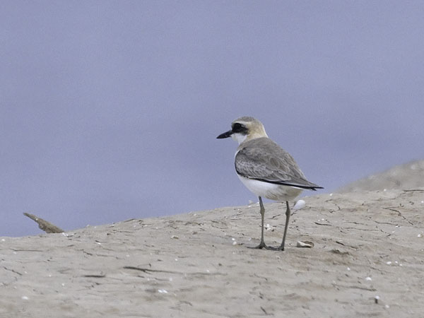 Aavikkotylli, Greater Sand Plover, Charadrius leschenaultii