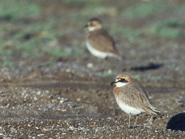 Ylänkötylli, Lesser Sand Plover, Charadrius mongolus