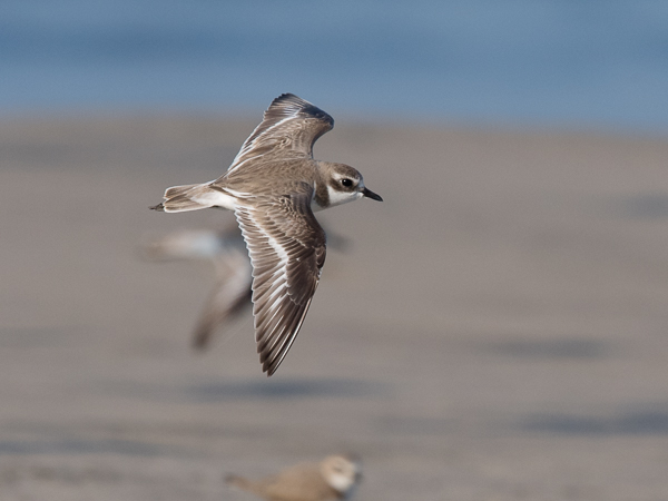 Ylänkötylli, Lesser Sand Plover, Charadrius mongolus