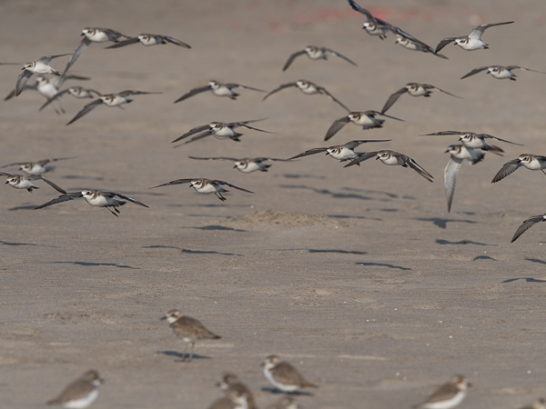 Ylänkötylli, Lesser Sand Plover, Charadrius mongolus