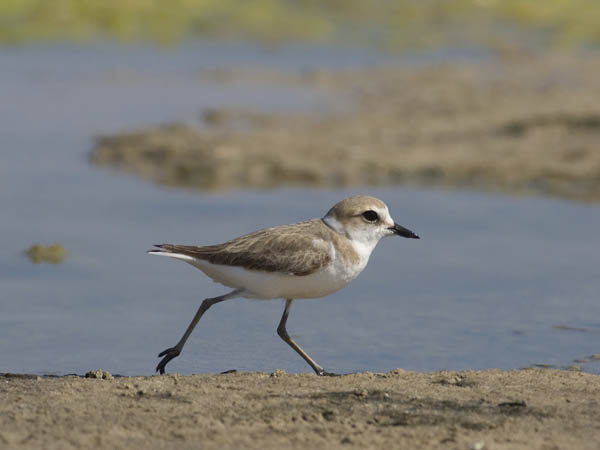 Ylänkötylli, Lesser Sand Plover, Charadrius mongolus