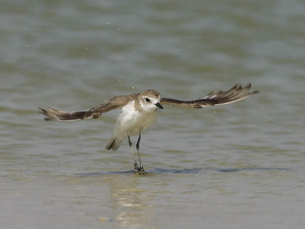 Ylänkötylli, Lesser Sand Plover, Charadrius mongolus