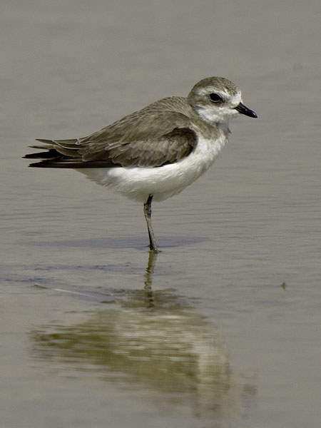 Ylänkötylli, Lesser Sand Plover, Charadrius mongolus