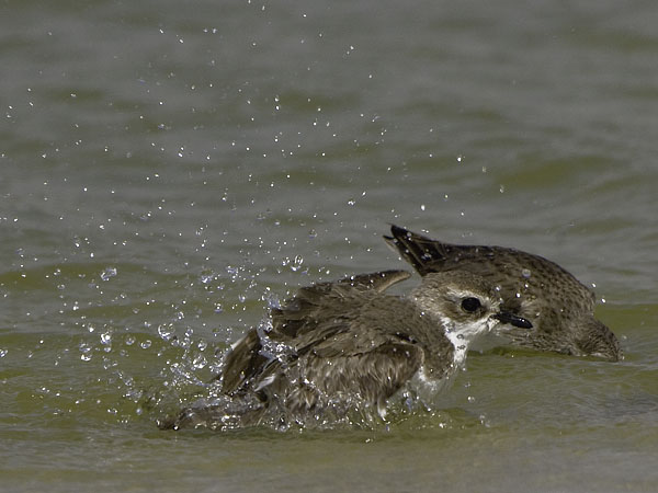 Ylänkötylli, Lesser Sand Plover, Charadrius mongolus