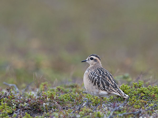 Keräkurmitsa, Eurasian Dotterel, Charadrius morinellus