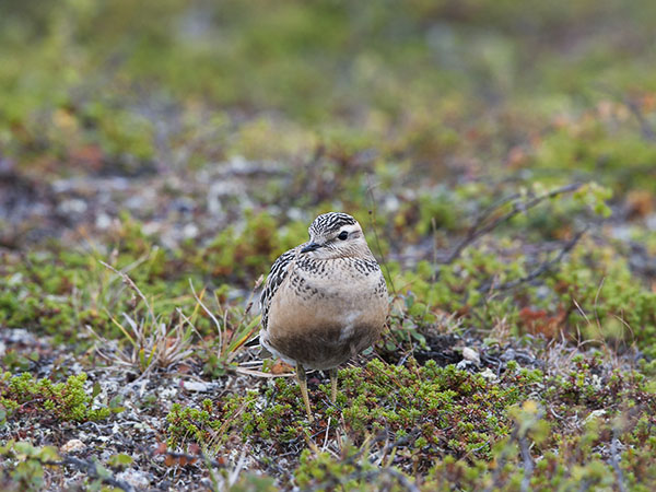 Keräkurmitsa, Eurasian Dotterel, Charadrius morinellus
