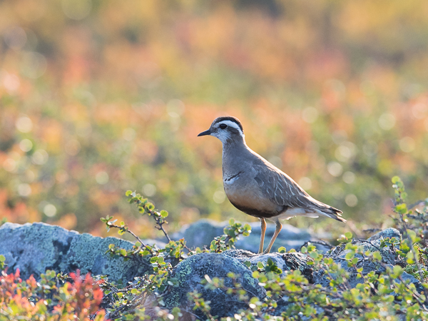 Keräkurmitsa, Eurasian Dotterel, Charadrius morinellus