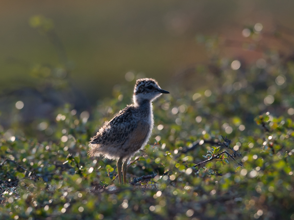 Keräkurmitsa, Eurasian Dotterel, Charadrius morinellus