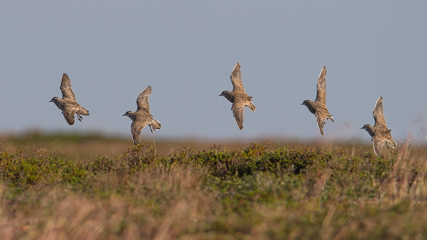 Keräkurmitsa, Eurasian Dotterel, Charadrius morinellus