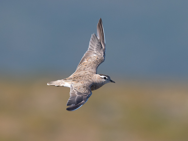 Keräkurmitsa, Eurasian Dotterel, Charadrius morinellus