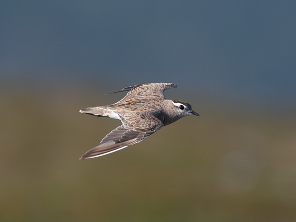 Keräkurmitsa, Eurasian Dotterel, Charadrius morinellus